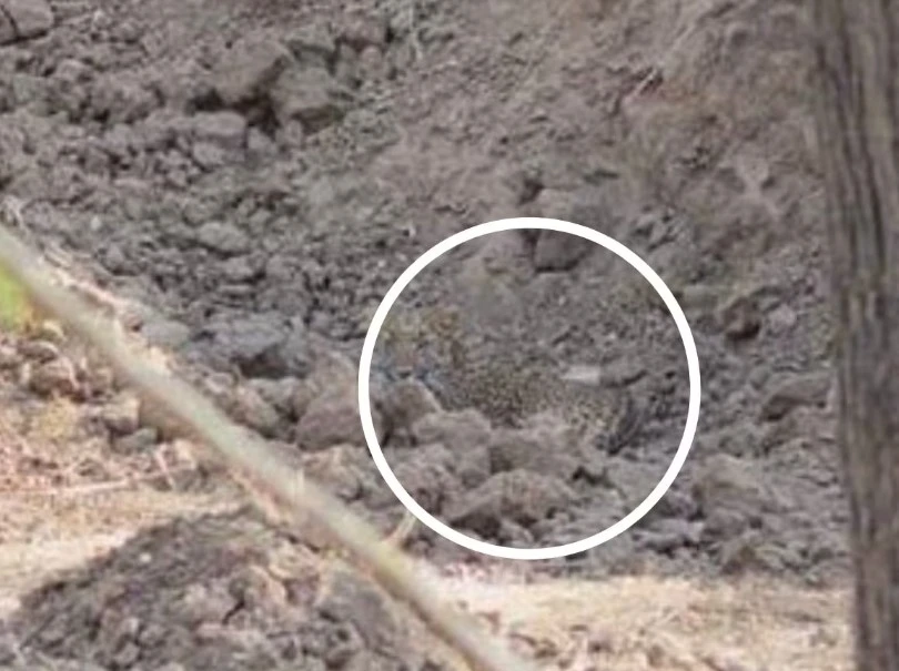 Hidden Leopard