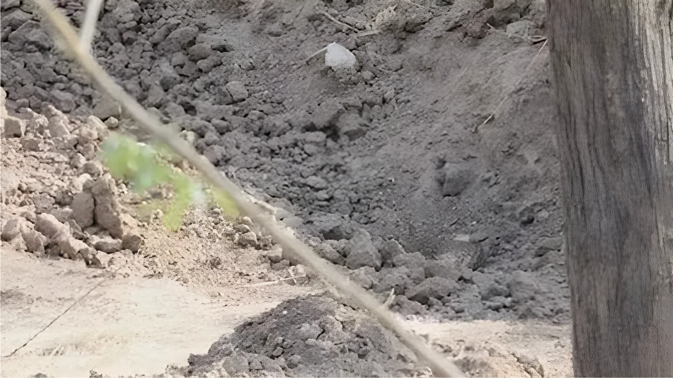 Find the Hidden Leopard
